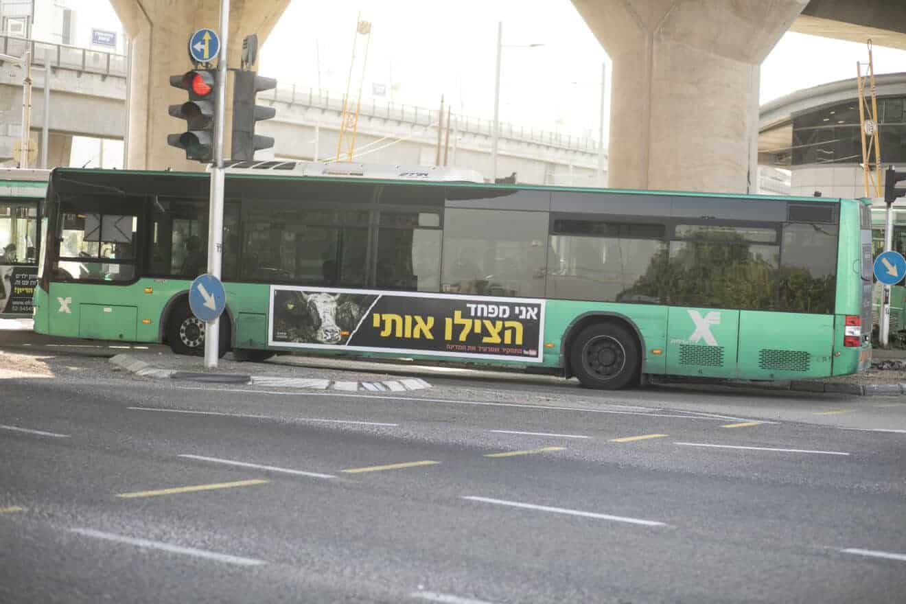 קמפיין ענק של 'קירות שקופים' בחיפה והקריות למען בעלי החיים | צפו