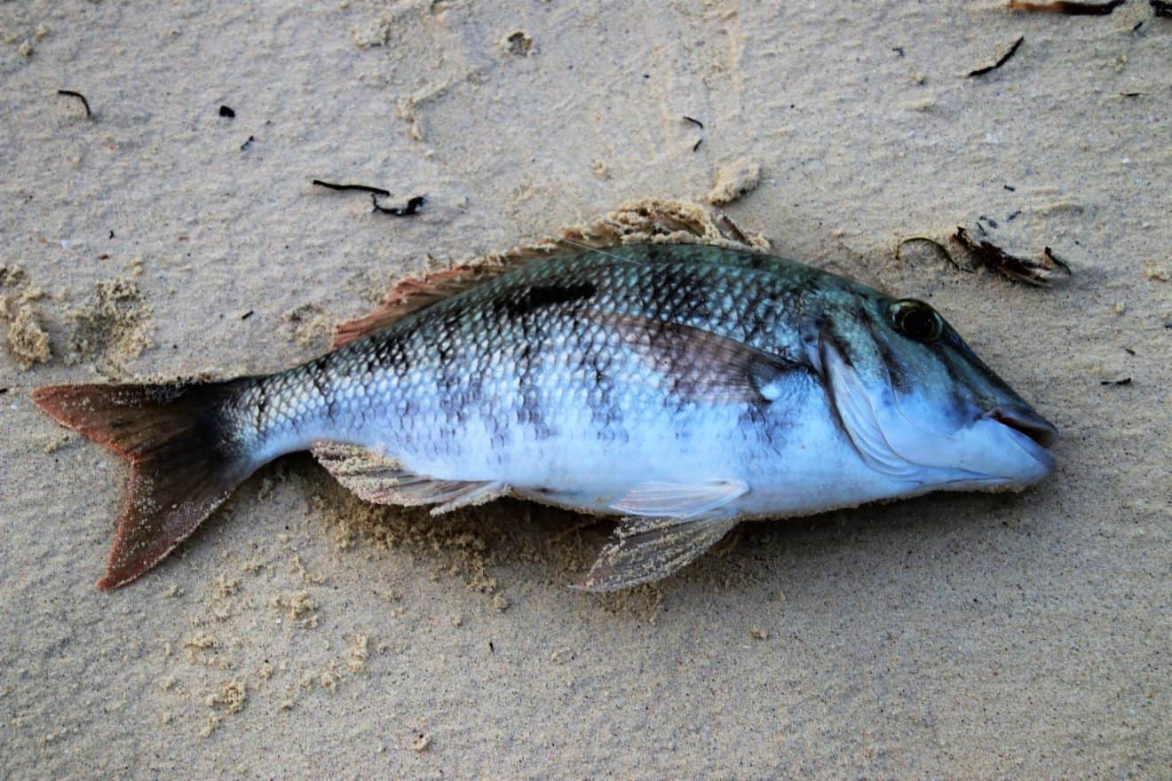 דגים מתים רבים נשטפו לחופי הקריות | צפו בתעלומה