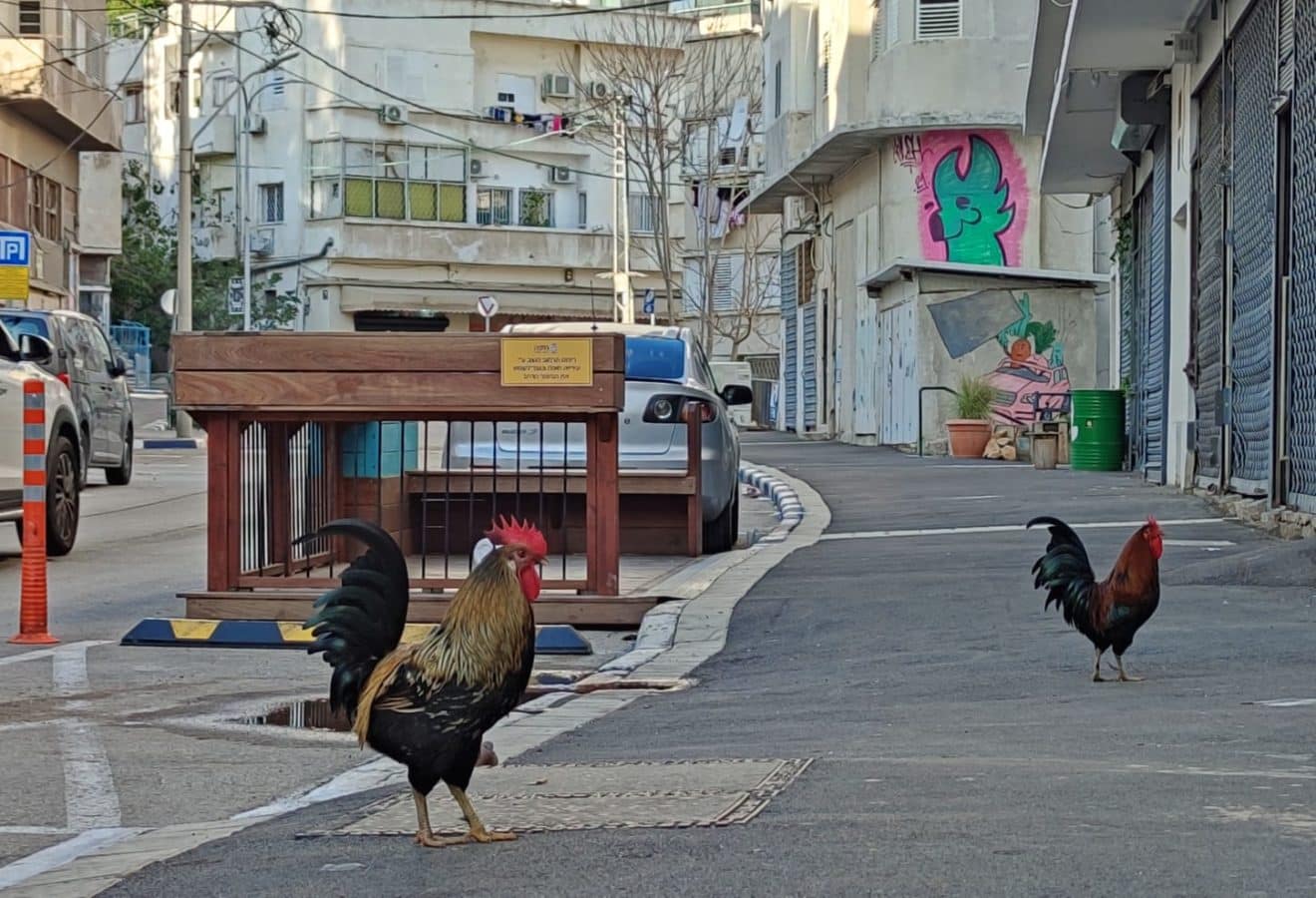 עיריית חיפה קיימה מבצע ללכידת תרנגולים | מה עם חזירי הבר?