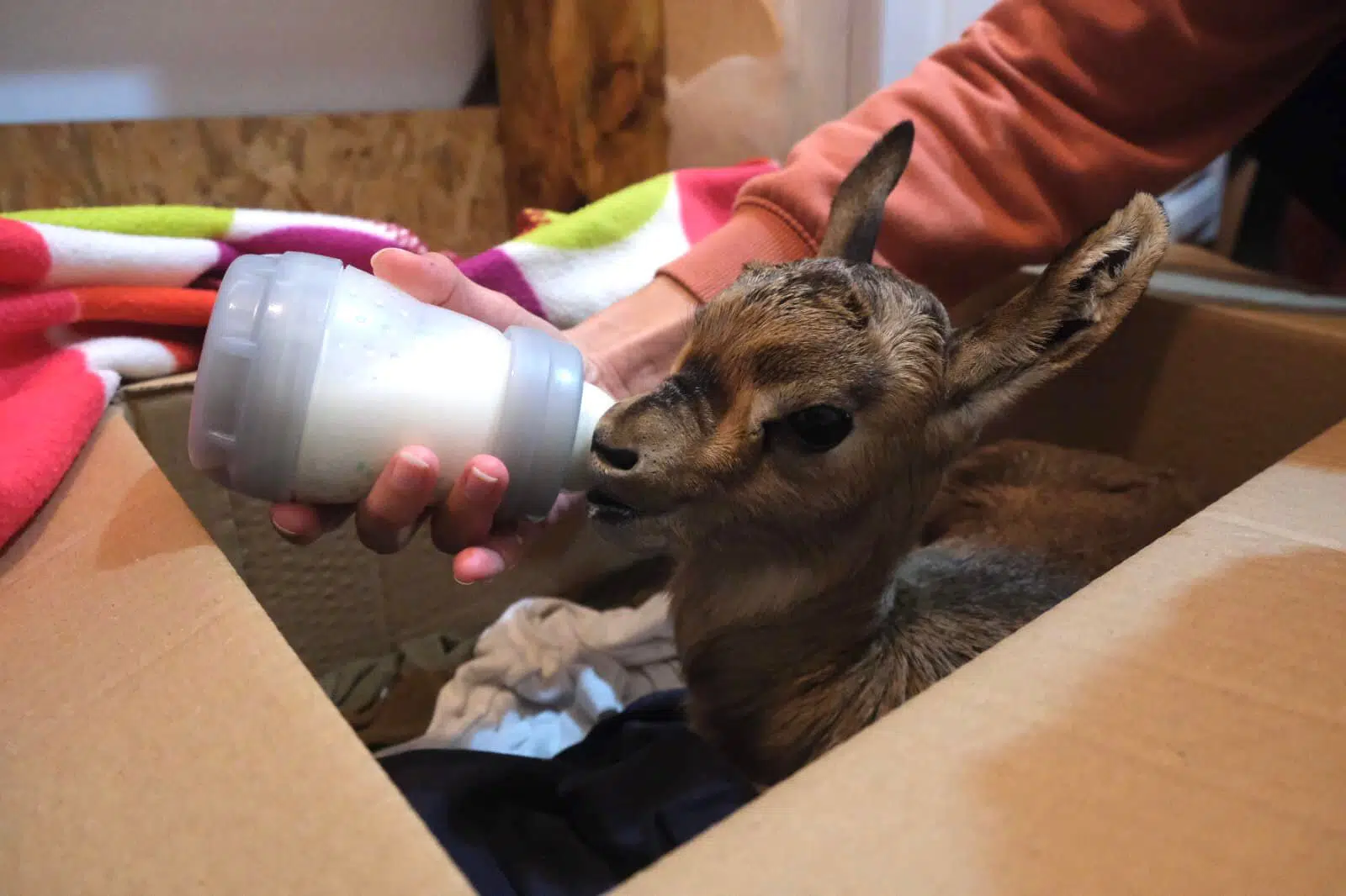 ערנות של תושב הצילה עופר צעיר מהקור העז | צפו 2 WhatsApp Image 2022 01 26 at 16.28.57 2