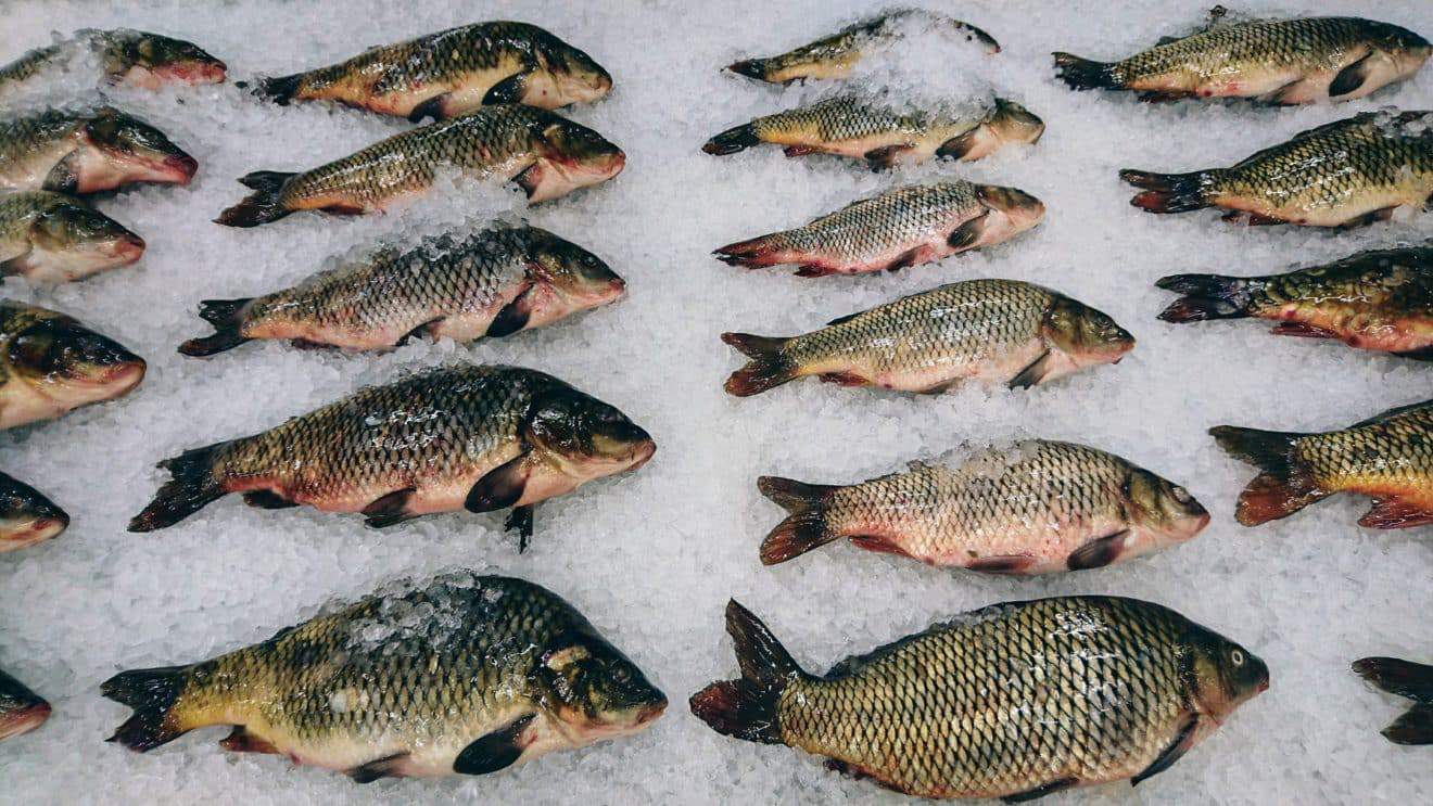 צו ביטול על מכסי הדגים: מחירי הדגים יוזלו
