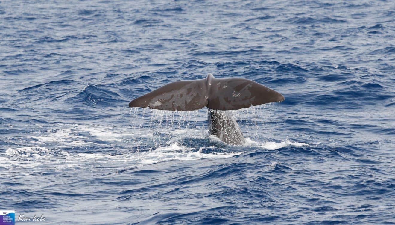 לווייתן נצפה ביקר במפרץ חיפה