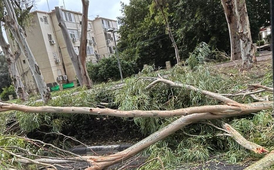עץ קרס על רכב נוסע בדרך עכו חיפה שבקריית מוצקין: אישה נפצעה קל ופונתה לרמב